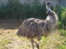 Struzzo Emu